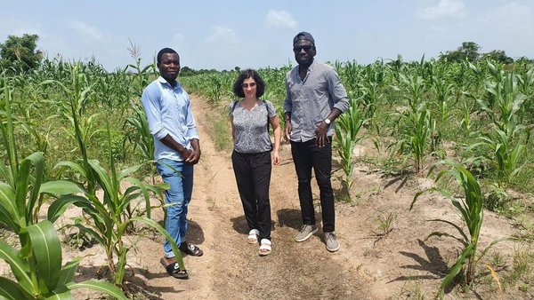 Eine Farm in Ghana